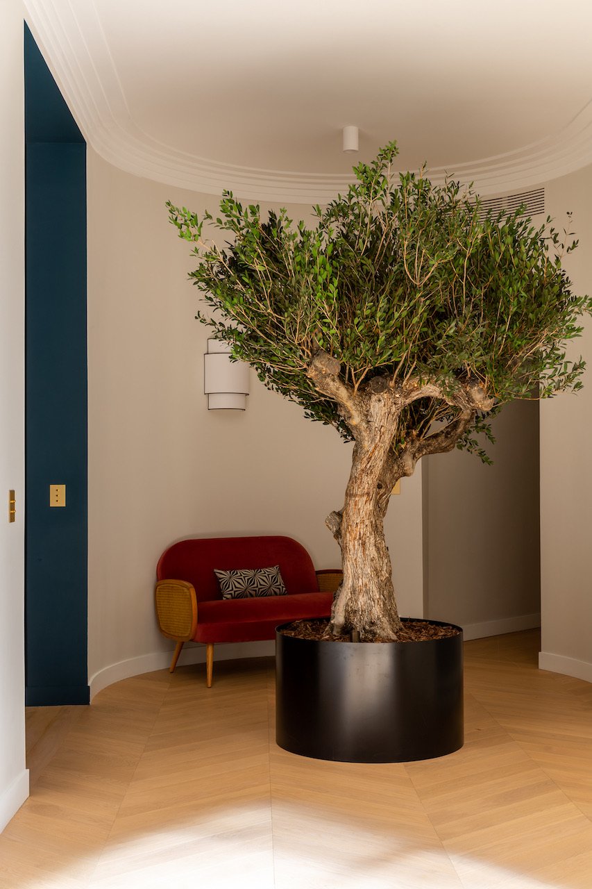 Rotunda with olive tree and velvet armchair — Paris 16th